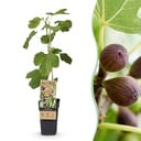 Obstbaum - Ficus caria Little miss Figgy - Feigenbaum - Winterhart - Rote Frucht - 2 Pflanzen - Topf 15cm - Höhe 50cm