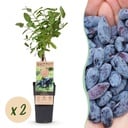 Obstpflanze - Lonicera caerulea Kamchatika - Honigbeere - Winterhart - Blaue Frucht - 2 Pflanzen - Topf 15cm - Höhe 50cm