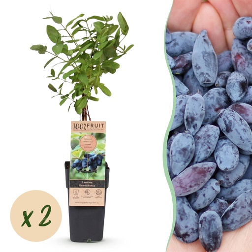 "Obstpflanze - Lonicera caerulea Kamchatika - Honigbeere - Winterhart - Blaue Frucht - 2 Pflanzen - Topf 15cm - Höhe 50cm image"
