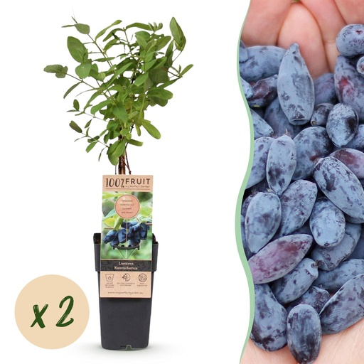 "Blaue Heckenkirsche 'Kamchatika' 2er-Set (Lonicera caerulea) – winterharter Fruchtstrauch, Topf-Ø 15 cm, Höhe ca. 50 cm image"