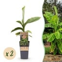 Obstpflanze - Musa Basjoo - Bananenbaum - Winterhart - Grün - 2 Pflanzen - Topf 15cm - Höhe 50cm
