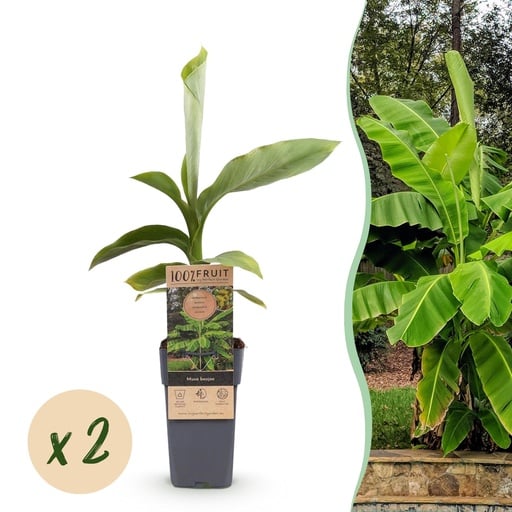 "Obstpflanze - Musa Basjoo - Bananenbaum - Winterhart - Grün - 2 Pflanzen - Topf 15cm - Höhe 50cm image"