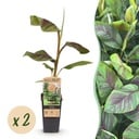 Obstpflanze - Musa Ever Red - Bananenbaum - Winterhart - Grün-Rot - 2 Pflanzen - Topf 15cm - Höhe 50cm