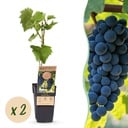 Obstpflanze - Vitis vinifera Boskoop Glory - Weinrebe - Winterhart - Blaue Traube - 2 Pflanzen - Topf 15cm - Höhe 50cm