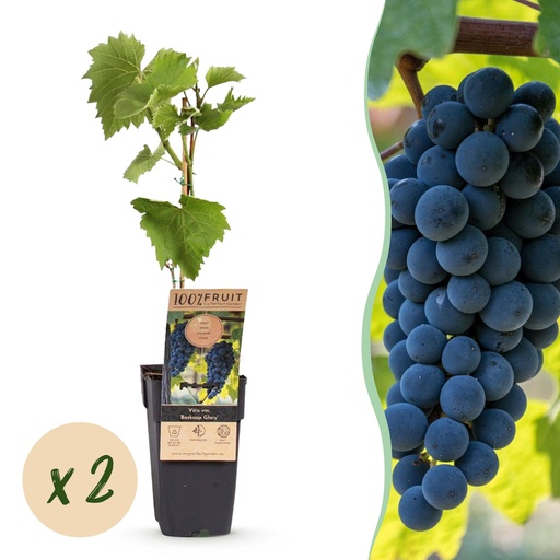 "Obstpflanze - Vitis vinifera Boskoop Glory - Weinrebe - Winterhart - Blaue Traube - 2 Pflanzen - Topf 15cm - Höhe 50cm image"