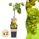 Obstpflanze - Vitis vinifera Vroege van der Laan - Weinrebe - Winterhart - Weiße Traube - 2 Pflanzen - Topf 15cm - Höhe 50cm