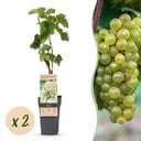 Obstpflanze - Vitis vinifera Bianca - Weinrebe - Veredelt - Weiße Traube - 2 Pflanzen - Topf 15cm - Höhe 50cm