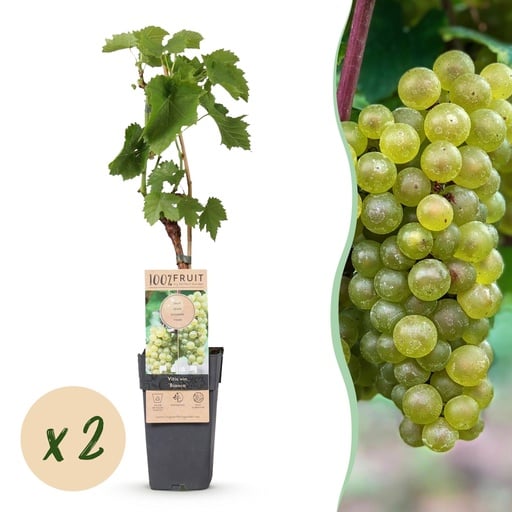 "Obstpflanze - Vitis vinifera Bianca - Weinrebe - Veredelt - Weiße Traube - 2 Pflanzen - Topf 15cm - Höhe 50cm image"
