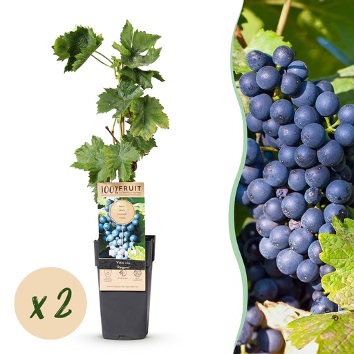 "Obstpflanze - Vitis vinifera Regent - Weinrebe - Veredelt - Blaue Traube - 2 Pflanzen - Topf 15cm - Höhe 50cm image"