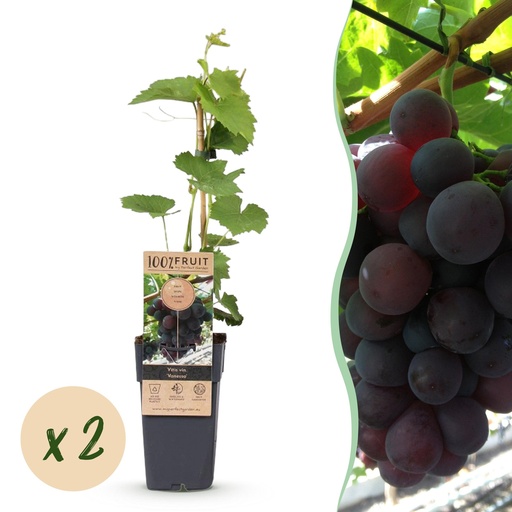 "Obstpflanze - Vitis vinifera Vanessa - Weintraubenpflanze - Tafeltraube - Blaue Traube - 2 Pflanzen - Topf 15cm - Höhe 50cm image"