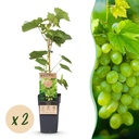 Obstpflanze - Vitis vinifera Himrod - Weintraubenpflanze - Kernenlos - Weiße Traube - 2 Pflanzen - Topf 15cm - Höhe 50cm