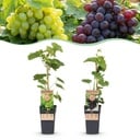 Obstpflanze - Vitis vinifera Himrod - Vanessa - Weinrebe - Kernlos - Blaue & Weiße Traube - 2 Pflanzen - Topf 15cm - Höhe 50cm