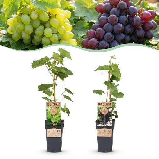"Obstpflanze - Vitis vinifera Himrod - Vanessa - Weinrebe - Kernlos - Blaue & Weiße Traube - 2 Pflanzen - Topf 15cm - Höhe 50cm image"