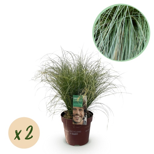 "Ziergräser - Carex comans Frosted Curls - Grün - 2 Pflanzen - Immergrün - Wenig Pflege - Topf 17cm Höhe 50cm image"