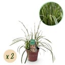Ziergräser - Carex morrowii Ice Dance - Weiß & Grün - 2 Pflanen - Immergrüen - Wenig Pflege - Topf 17cm Höhe 50cm