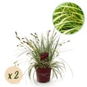 Ziergräser - Carex oshimensis Evergold - Gelb & Grün - 2 Pflanzen - Immergrün - Wenig Pflege - Topf 17cm Höhe 50cm