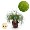 Ziergräser - Stipa tenuifolia Pony Tails - Grün - 2 Pflanzen - Immergrün - Wenig Pflege - Topf 17cm Höhe 50cm