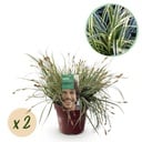 Ziergräser - Carex oshimensis Everest - Weiß und Grün - 2 Pflanzen - Immergrün - Wenig Pflege - Topf 17cm Höhe 50cm