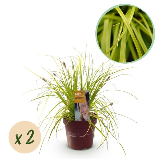 "Ziergräser - Carex oshimensis Everillo - Gelb - 2 Pflanzen - Immergrün - Wenig Pflege - Topf 17cm Höhe 50cm image"