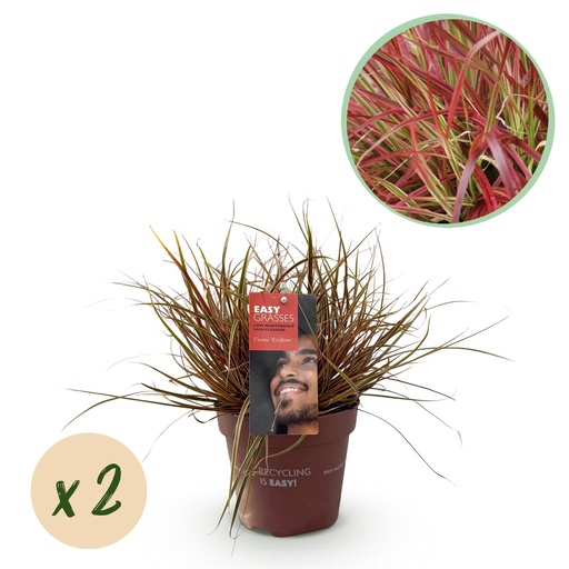 "Ziergräser - Uncinia rubra Everflame - Rot - 2 Pflanzen - Immergrün - Wenig Pflege - Topf 17cm Höhe 50cm image"
