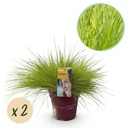 Ziergräser - Festuca glauca Golden Toupee - Gelb - 2 Pflanzen - Immergrün - Wenig Pflege - Topf 17cm Höhe 50cm