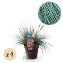 Ziergräser - Festuca glauca Intense Blue - Blau - 4 Pflanzen - Immergrün - Wenig Pflege - Topf 17cm Höhe 50cm