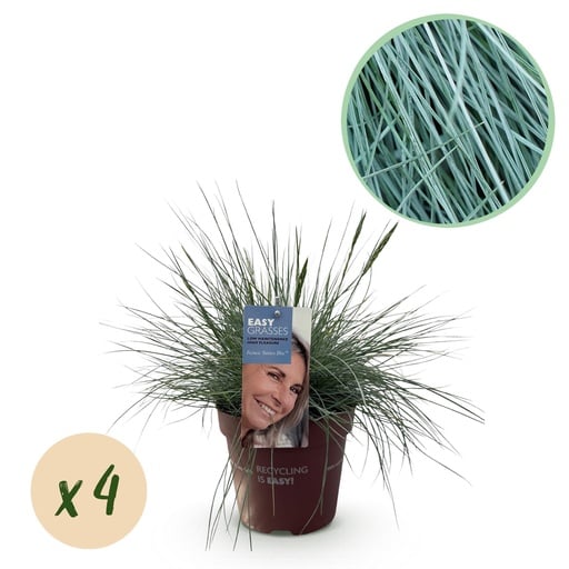 "Ziergräser - Festuca glauca Intense Blue - Blau - 4 Pflanzen - Immergrün - Wenig Pflege - Topf 17cm Höhe 50cm image"