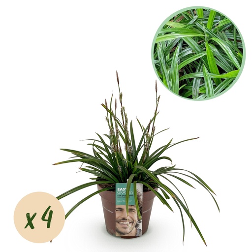 "Ziergräser - Carex morrowii Irish Green - Grün & Gelb - 4 Pflanzen - Immergrün - Pflegeleicht - Topf 17cm Höhe 50cm image"