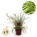 Ziergräser - Carex oshimensis Evergold - Gelb & Grün - 4 Pflanzen - Immergrün - Wenig Pflege - Topf 17cm Höhe 50cm