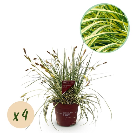 "Ziergräser - Carex oshimensis Evergold - Gelb & Grün - 4 Pflanzen - Immergrün - Wenig Pflege - Topf 17cm Höhe 50cm image"