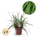 Ziergräser - Carex oshimensis Intensives Grün - Grün - 4 Pflanzen - Immergrün - Wenig Pflege - Topf 17cm Höhe 50cm