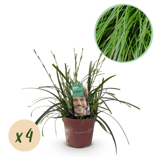 "Ziergräser - Carex oshimensis Intensives Grün - Grün - 4 Pflanzen - Immergrün - Wenig Pflege - Topf 17cm Höhe 50cm image"