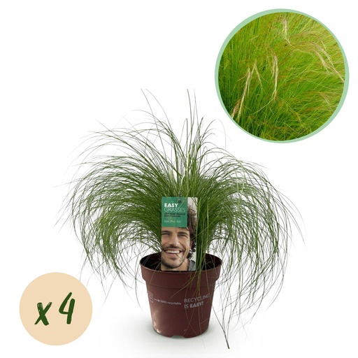 "Ziergräser - Stipa tenuifolia Pony Tails - Grün - 4 Pflanzen - Immergrün - Wenig Pflege - Topf 17cm Höhe 50cm image"