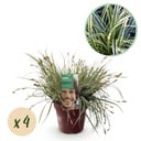 Ziergräser - Carex oshimensis Everest - Weiß und Grün - 4 Pflanzen - Immergrün - Wenig Pflege - Topf 17cm Höhe 50cm