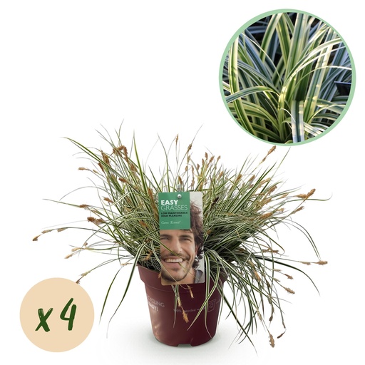 "Ziergräser - Carex oshimensis Everest - Weiß und Grün - 4 Pflanzen - Immergrün - Wenig Pflege - Topf 17cm Höhe 50cm image"