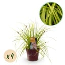Ziergräser - Carex oshimensis Immergelb - Gelb - 4 Pflanzen - Immergrün - Wenig Pflege - Topf 17cm Höhe 50cm