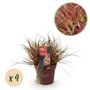 Ziergräser - Uncinia rubra Everflame - Rot - 4 Pflanzen - Immergrün - Wenig Pflege - Topf 17cm Höhe 50cm