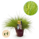Ziergräser - Festuca glauca Goldenes Toupet - Gelb - 4 Pflanzen - Immergrün - Wenig Pflege - Topf 17cm Höhe 50cm