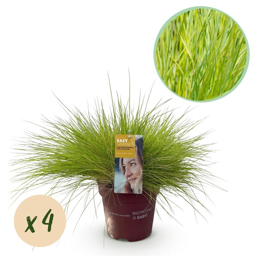 "Ziergräser - Festuca glauca Goldenes Toupet - Gelb - 4 Pflanzen - Immergrün - Wenig Pflege - Topf 17cm Höhe 50cm image"