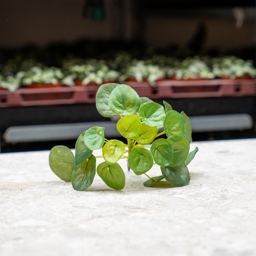 "Pilea mini bush 13cm image"