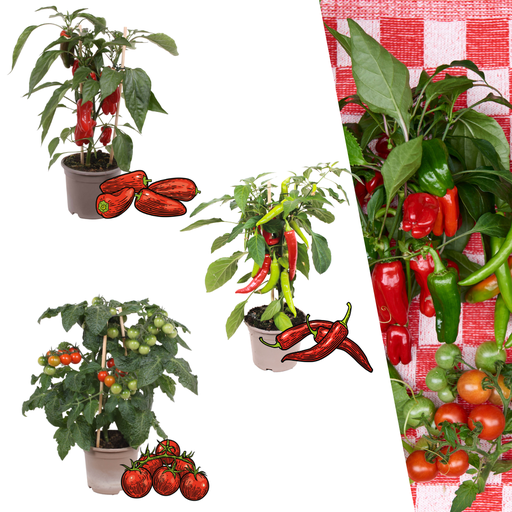 "Rote Pflückgemüse-Mischung aus 3 Pflanzen - Kirschtomate - Rote Snack-Paprika - Rote Peperoni-Pflanze - Ø 14 cm - ↨ 45 cm image"