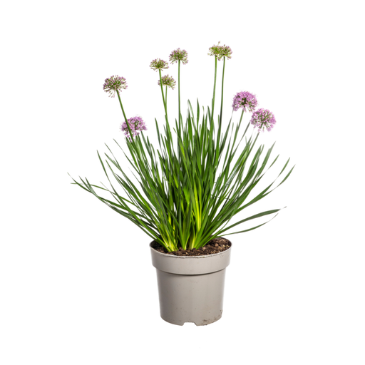 "Allium senescens Millenium Ø19 cm - ↕60 cm image"