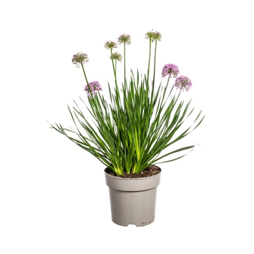 "Berglauch 'Millenium' (Allium senescens) – winterharte Staude, Topf-Ø 19 cm, Höhe ca. 60 cm image"