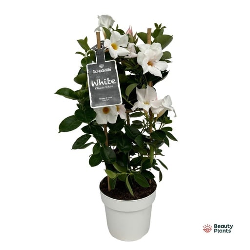 "Mandevilla Sundaville White In Toren (Dipladenia) - Ø17cm - ↕55cm image"