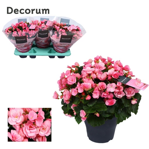 "Begonie Betulia ''candy'' Rosa Decorum - Ø19cm - ↕35cm image"