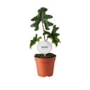 Alocasia Jacklyn - Ø12cm - ↕30cm