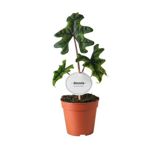 "Alocasia Jacklyn - Ø12cm - ↕30cm image"