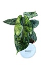 Alocasia Dragon Scale Variegata - Ø12cm - ↕25cm