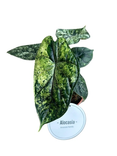 "Alocasia Drachenschuppe Variegata - Ø12cm - ↕25cm image"
