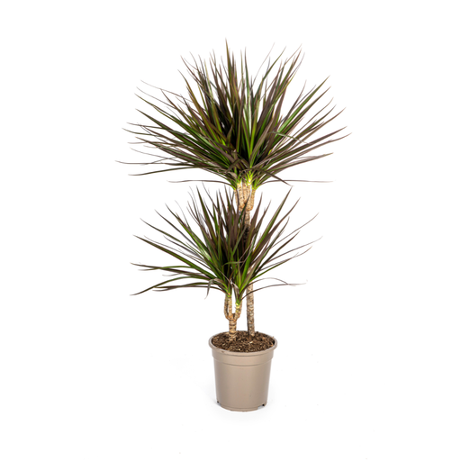 "Dracaena Marginata Magenta Ø19cm - ↕70-90cm image"